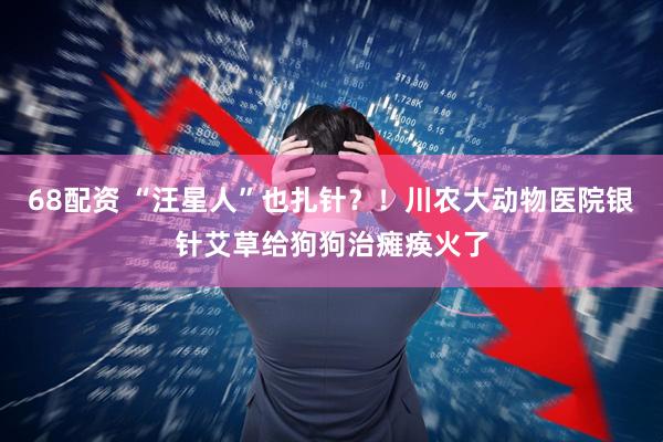 68配资 “汪星人”也扎针？！川农大动物医院银针艾草给狗狗治瘫痪火了