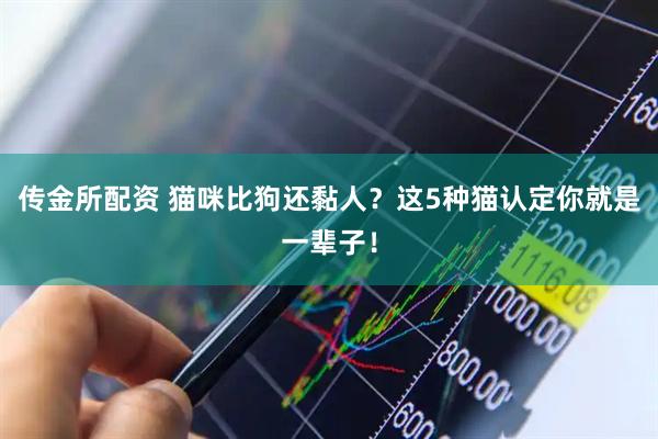 传金所配资 猫咪比狗还黏人？这5种猫认定你就是一辈子！